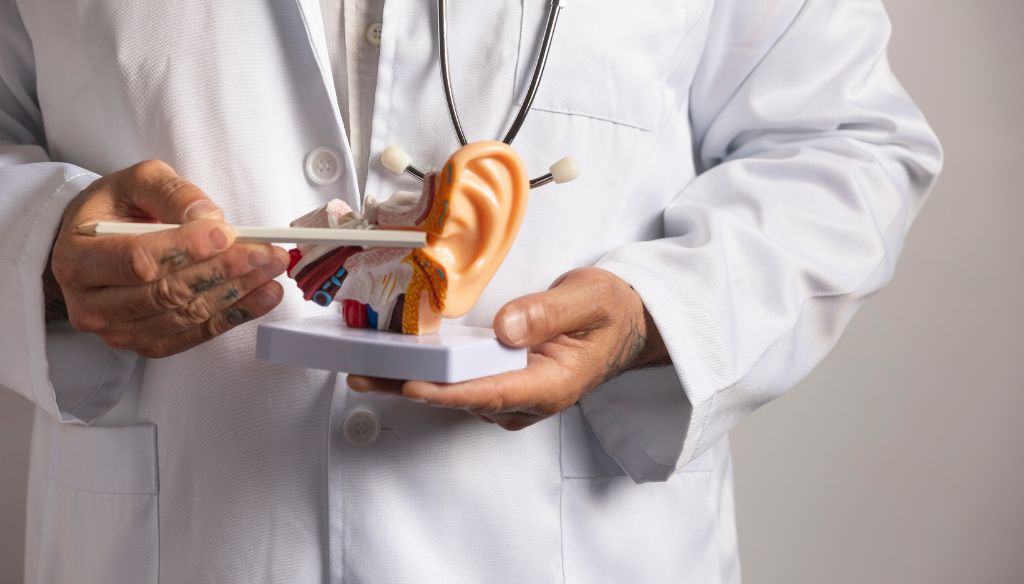 Doctor pointing at anatomical model of human ear explaining its structure.